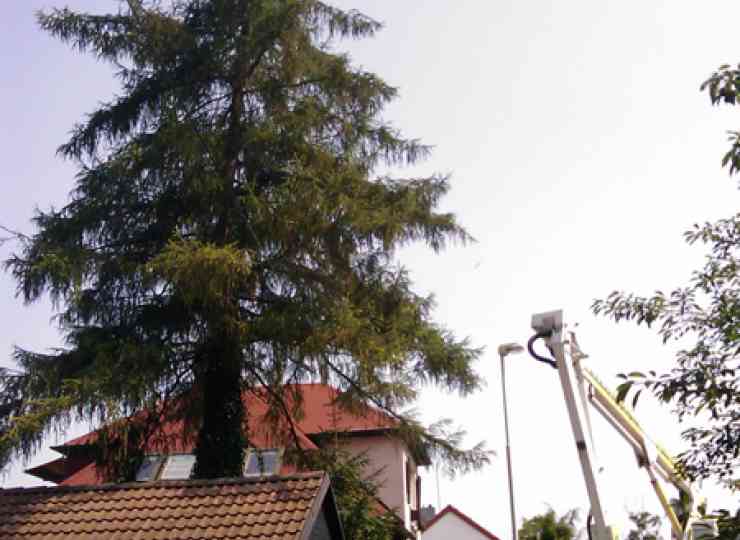 Prořezy větví a kácení stromů